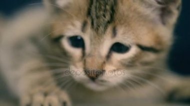 Küçük kedi ile bir şey oynamaya