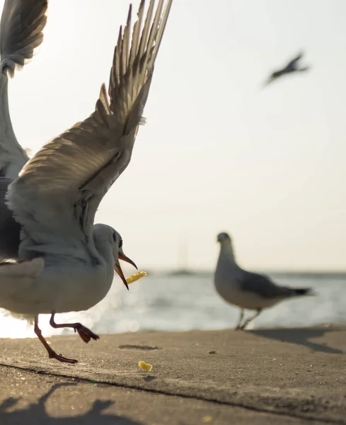 Seagulls catching the fried potato — Stock Photo, Image