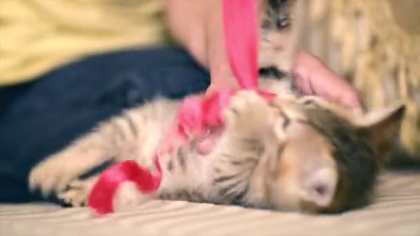 Kattunge leker med ett rött bälte. — Stockvideo