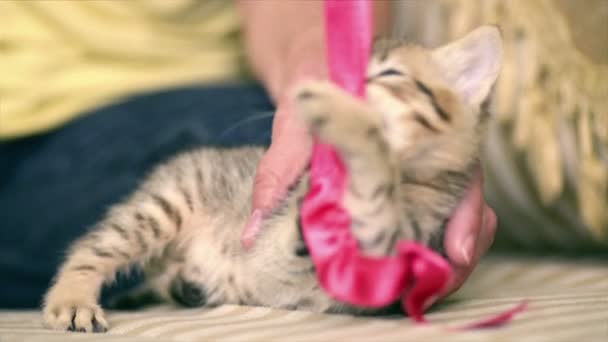 Kitten rommelt met een rode riem slow motion. — Stockvideo