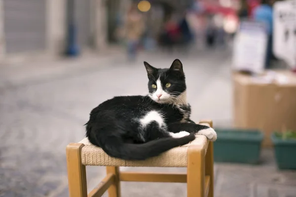Color blanco y negro gato callejero — Foto de Stock