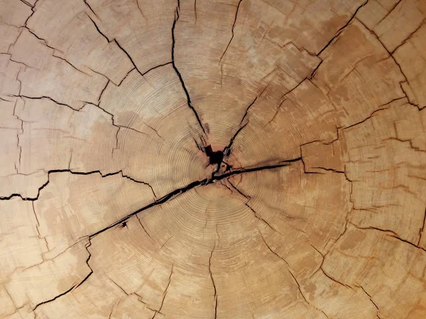 Cracks on a wood. — Stock Photo, Image