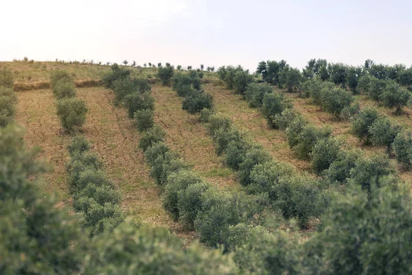 Olive tree cultivation - AZUD