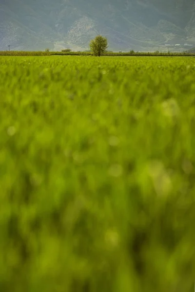 Montanhas e árvore única — Fotografia de Stock