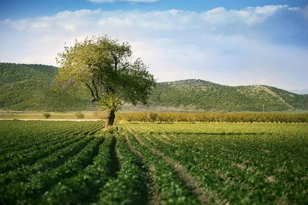 Einzelner Baum auf einem Bauernhof — Stockfoto