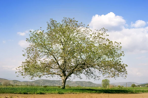 A farm egyetlen fa — Stock Fotó