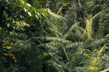 Ağaçlar ve yaprakları orman dokusu.