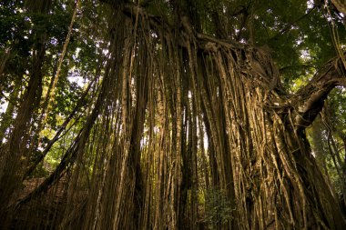 Ağaçlar ve kuru dikler orman dokusu.