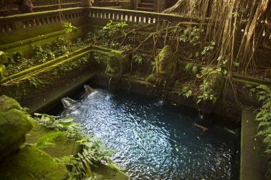 Maymun ormanda havuz