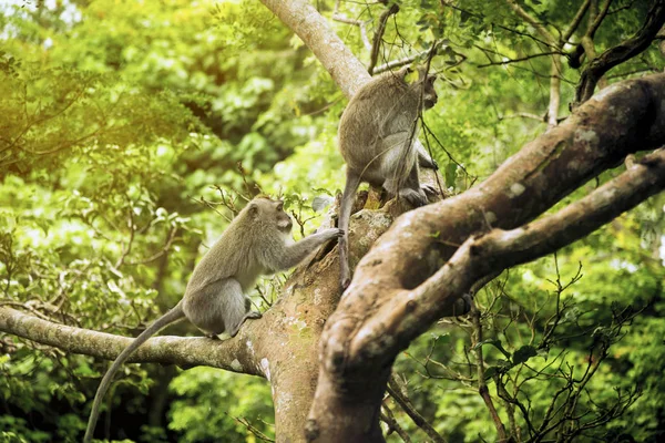 Deux singes sur un arbre — Photo