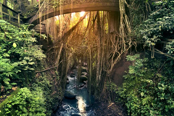 Tropisk regnskog — Stockfoto