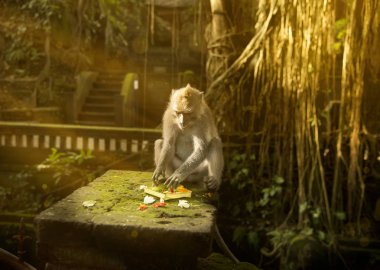 Monkey plays with gift to the god. clipart