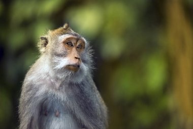 bir maymun portresi.