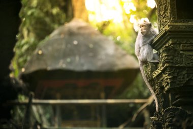 bir maymun portresi.