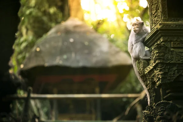 bir maymun portresi.