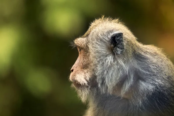 bir maymun portresi.