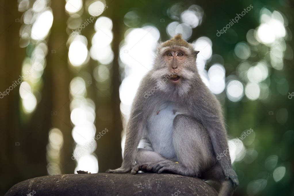 Portrait of a Monkey.