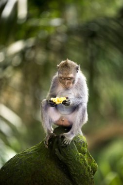 Banana eating monkey clipart