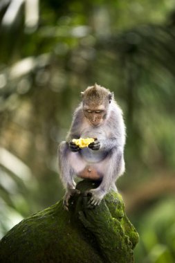 Banana eating monkey clipart