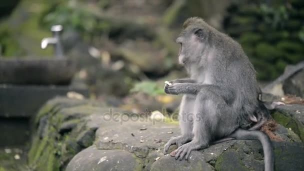 Mère singe et bébé singe mangent des fruits . — Video