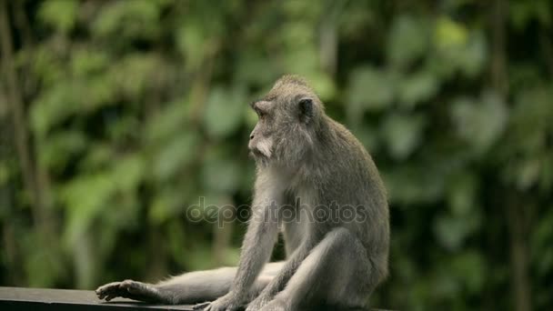 Portret van een opzoeken aap in Sacred Monkey Forest. — Stockvideo