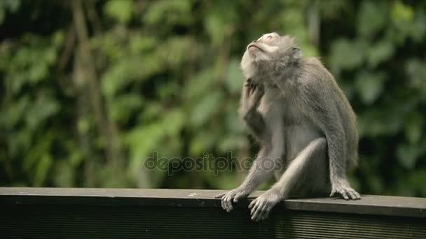Bir maymun yukarıya bakıp kaşıntı portresi onun ayak kendisiyle. Kutsal maymun orman sığınak. — Stok video