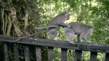 Małpki seks wideo