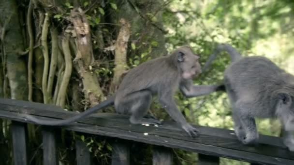 Singes ont des relations sexuelles . — Video