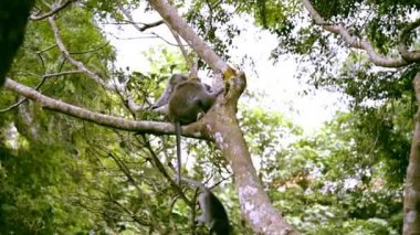 Bir ağaç ve birbirlerine kaşıntı maymunlar.