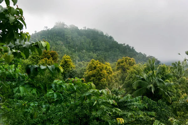热带森林的雾 — 图库照片