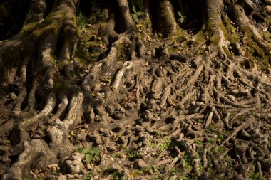 Kökleri dokulu arka plan