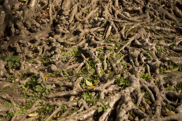 Kökleri dokulu arka plan