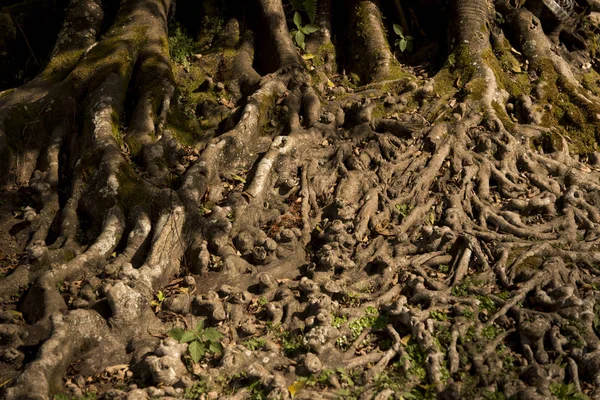 Kökleri dokulu arka plan