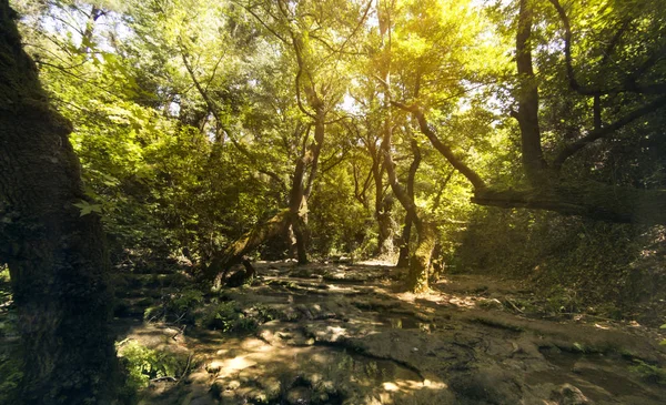 Erdő és folyó. — Stock Fotó