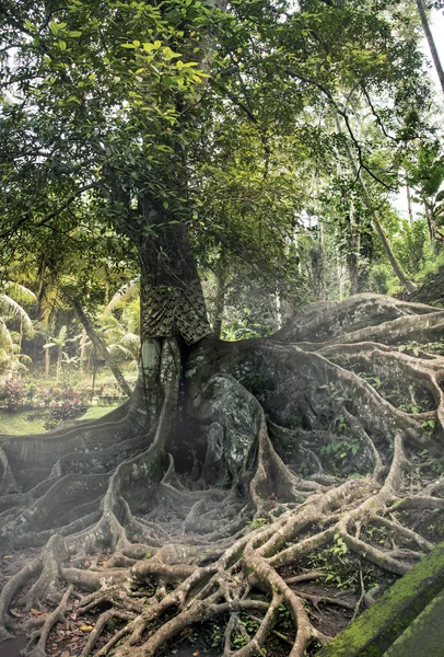 나무의 뿌리 — 스톡 사진