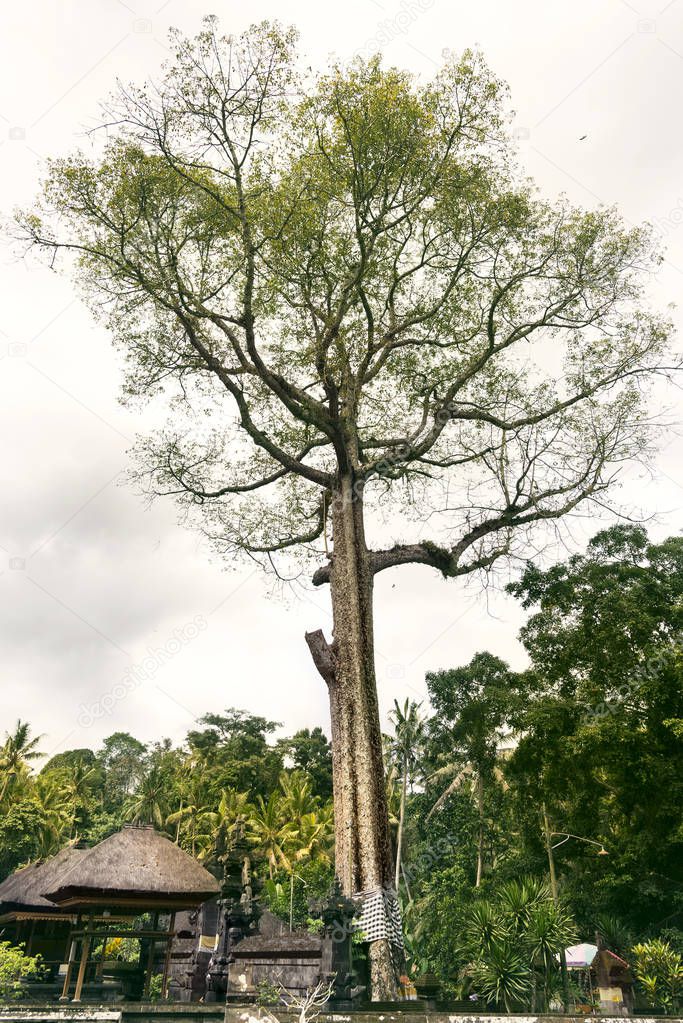 Verytall tree at Goa Gajah Temple