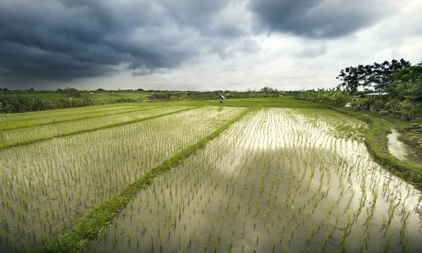 Rice Teraszok a táj — Stock Fotó