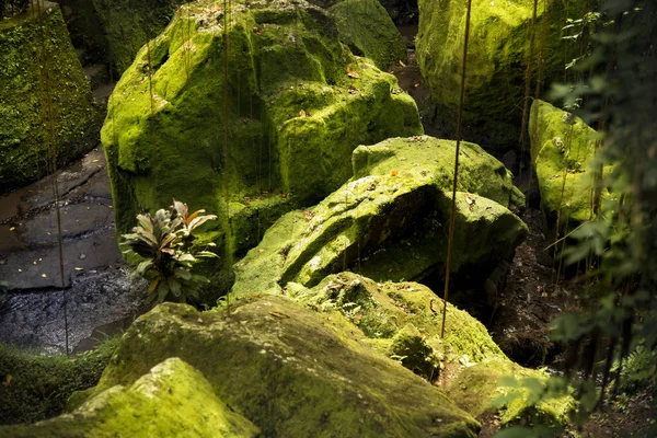 tropik yağmur ormanı