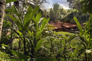 Doğa arasında geleneksel Balinese çatılar.