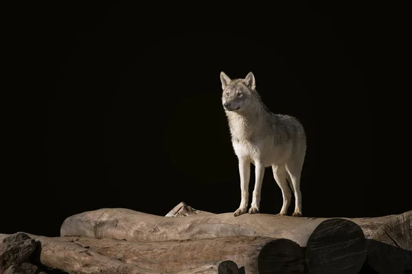 Lobo na floresta . — Fotografia de Stock