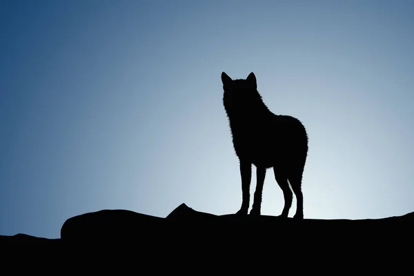 늑대는 moonset에 — 스톡 사진