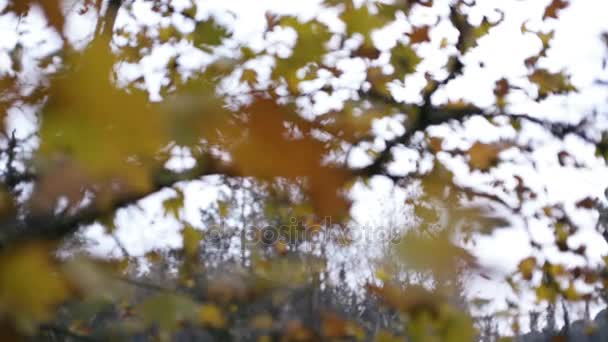 Torra Blad Grenarna Höstsäsongen — Stockvideo