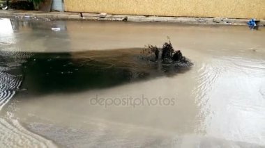 Yağmur sonrası bazı sel Izmir Bornova ve kanalizasyon kapağı siyah sıvı taşma var..