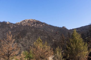 Bir orman yangınından sonra.
