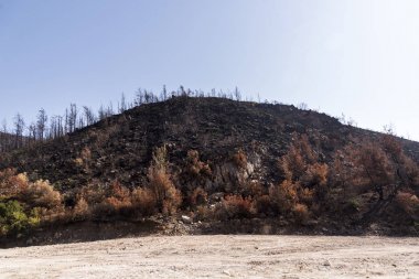 Bir orman yangınından sonra.