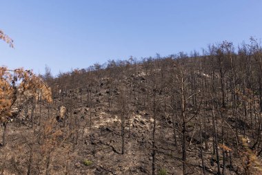 Bir orman yangınından sonra.
