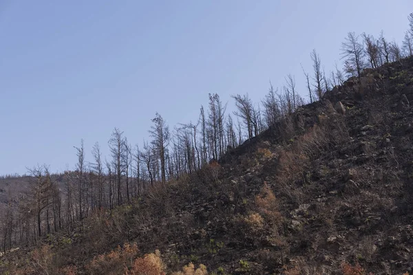 Después de un incendio forestal. —  Fotos de Stock