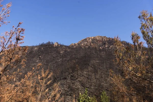 Después de un incendio forestal. —  Fotos de Stock