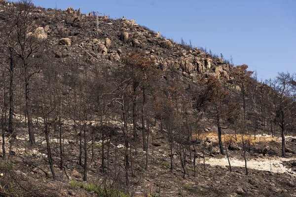 Después de un incendio forestal. —  Fotos de Stock