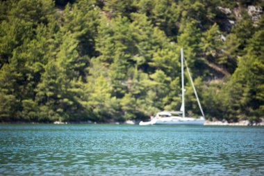 Ufuk deniz, çam ağaçları ve arka planda bir yat.